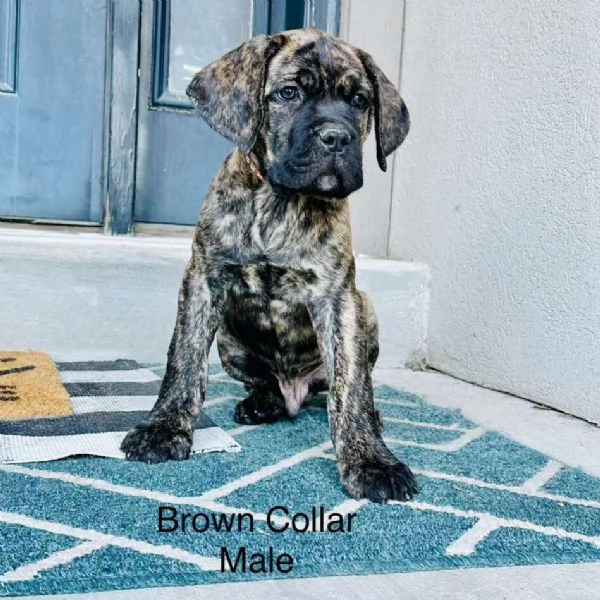 Cuccioli di Cane Corso KC di 10 settimane