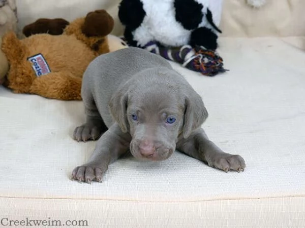 Cuccioli di Weimaraner KC