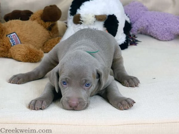 Cuccioli di Weimaraner KC | Foto 0