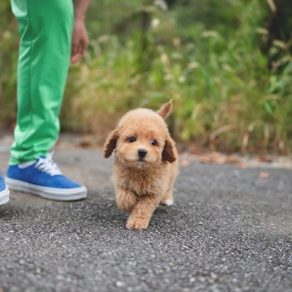 Maschio maltipoo cucciolo