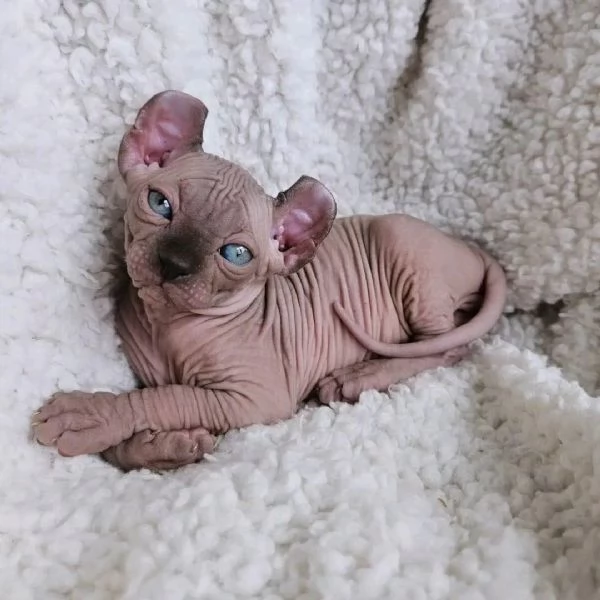 Bellissimi gattini sphynx