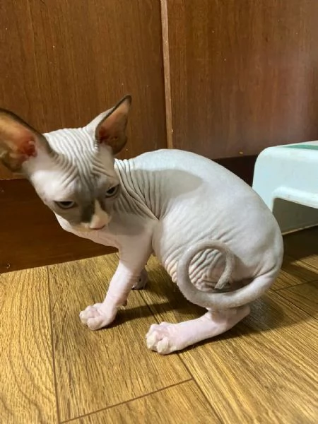 Ho 2 gattini sphynx maschi in vendita!