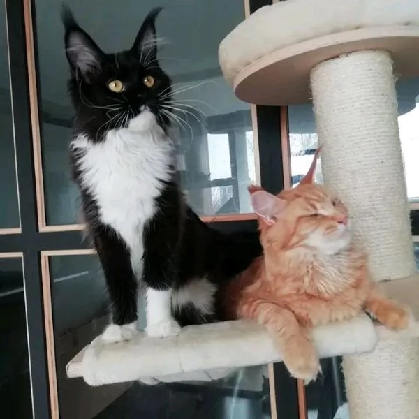 Disponibili affettuosi gattini Maine Coon puri