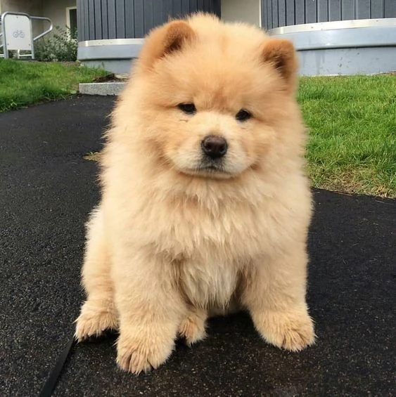 cuccioli di chow chow femminucce e maschietti disponibili per l'adozione gratuita i cuccioli sono va