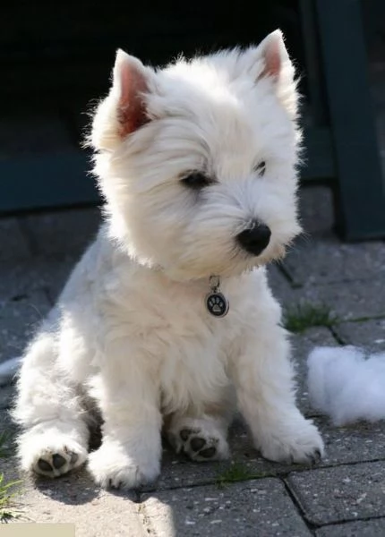 Regalo adorabili cuccioli West highland terrier bianco femminucce e maschietti gratuita i cuccioli s