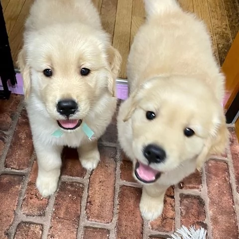 Cuccioli di Golden Retriever