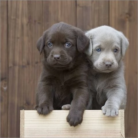 Cuccioli di Labrador di razza                                                                       