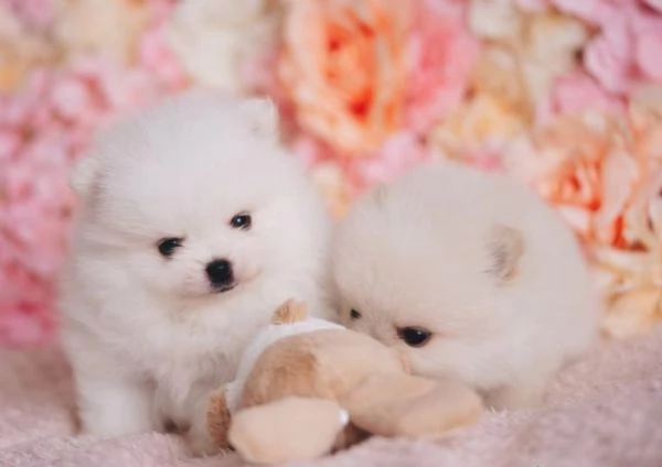 2 Pomerania