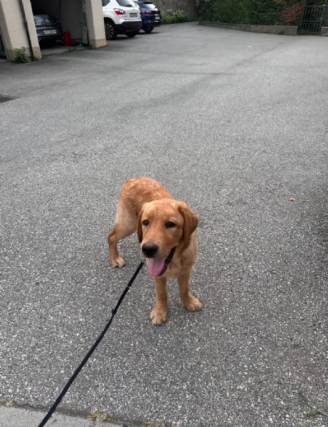 REGALO cucciolo di labrador red fox con pedigree maschio