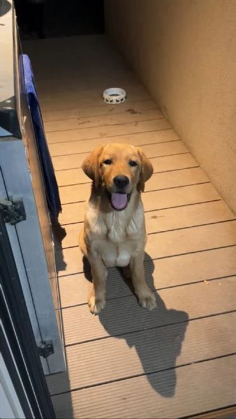 REGALO cucciolo di labrador red fox con pedigree maschio | Foto 0