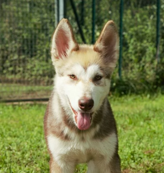 Cucciola alaskan malamute | Foto 2