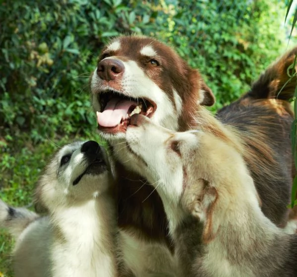 Cucciola alaskan malamute | Foto 1