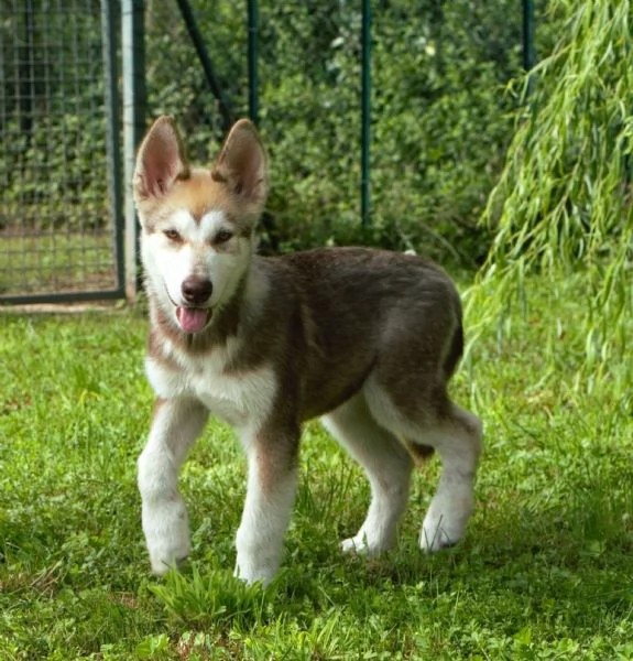 Cucciola alaskan malamute | Foto 0