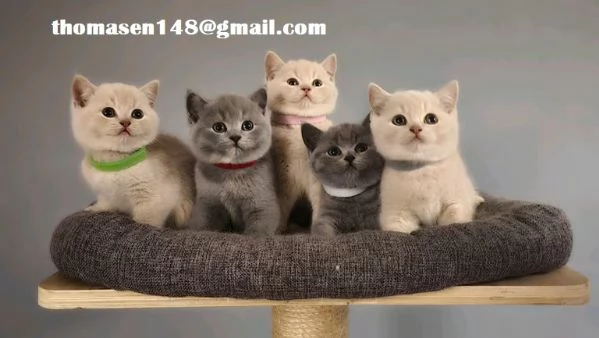 Cuccioli British shorthair