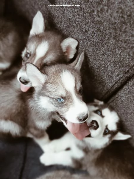 Husky siberiani