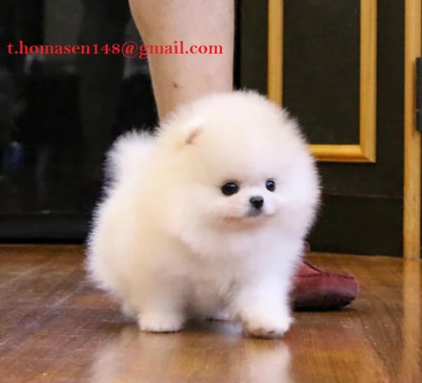 Spitz pomeranian