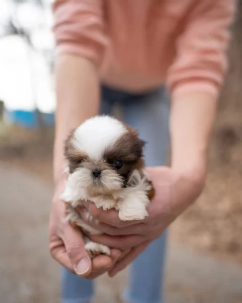 Shih Tzu di 3 mesi  | Foto 0