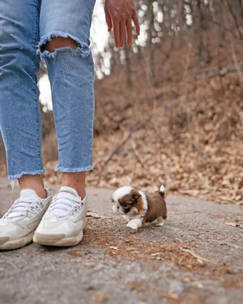 Shih Tzu di 3 mesi 