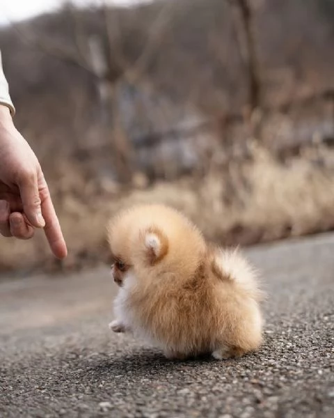 cuccioli di Pomerania mini  | Foto 1