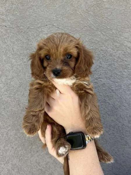 Cuccioli di Cavapoo Toy 