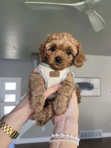 Cuccioli di Cavapoo Toy  | Foto 0