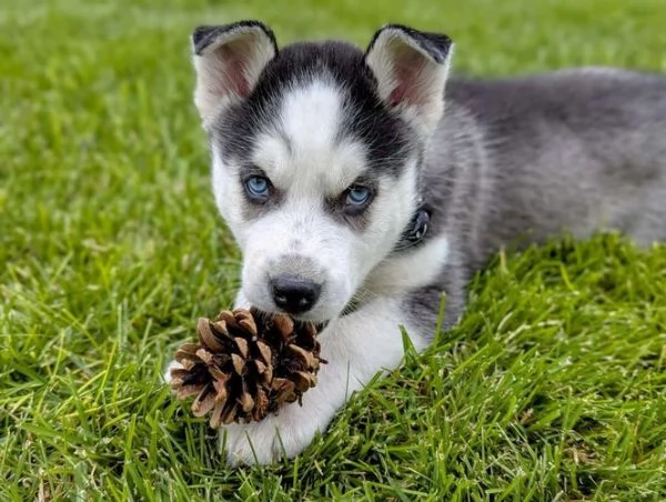 Cucciolo di Siberian Husky assolutamente meraviglioso