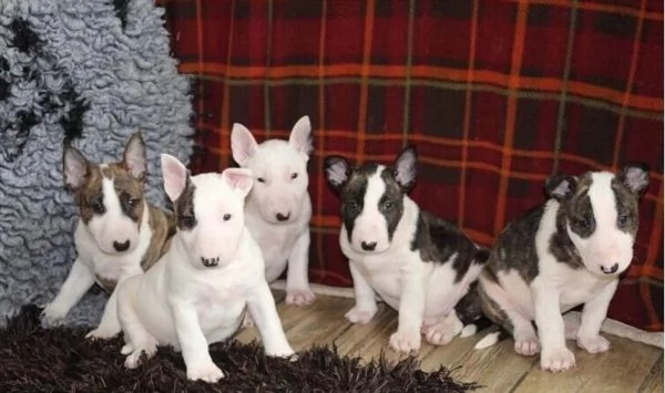 Bull terrier cuccioli con documenti