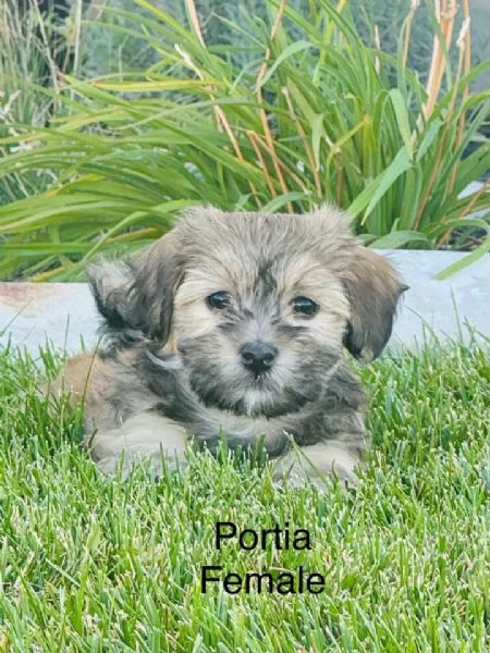 Adorabile Havanese di razza pura  | Foto 1