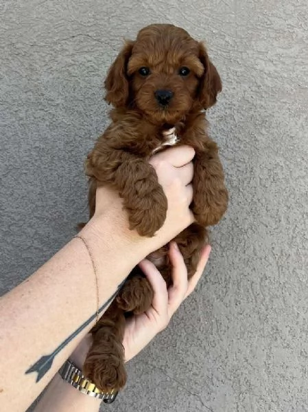 Meravigliosi  Cavapoo cuccioli | Foto 1