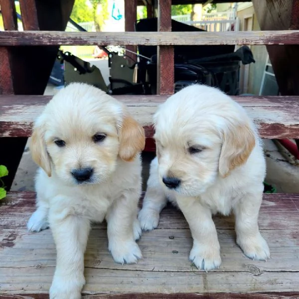 Meravigliosi Golden Retriever | Foto 0