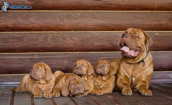 Dogue de bordeaux cuccioli 