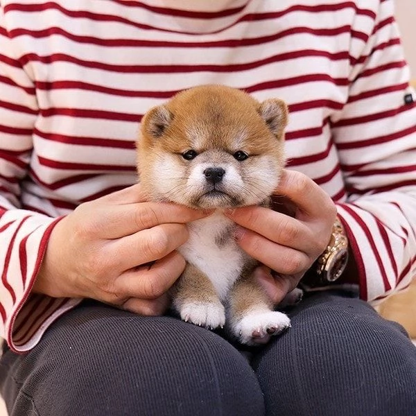 Shiba inu cuccioli  | Foto 0