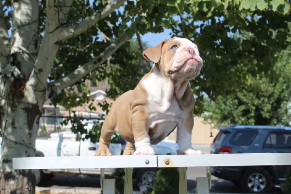 cuccioli di bulldog inglese  | Foto 1