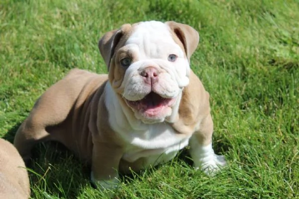 cuccioli di bulldog inglese  | Foto 0