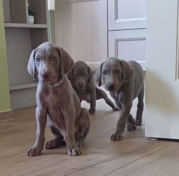 Cuccioli di Weimaraner 