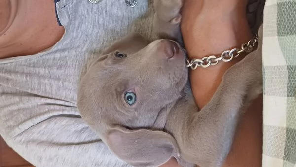 Bellissimi cuccioli Weimaraner  | Foto 1