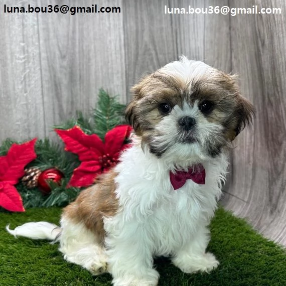  Regalo cuccioli di shitzu meraviglioso il musetto degli shih tzu maschio e femmina tutti completame