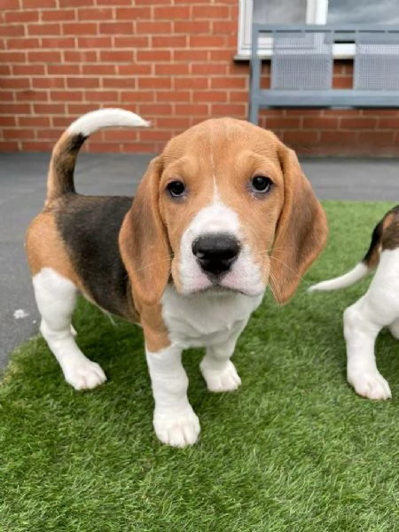 Regala cuccioli di Beagle | Foto 1