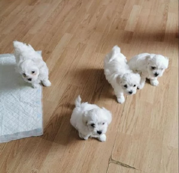 Regala cuccioli di Maltese