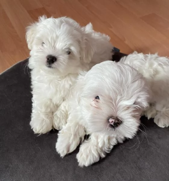 Regala cuccioli di Maltese | Foto 1