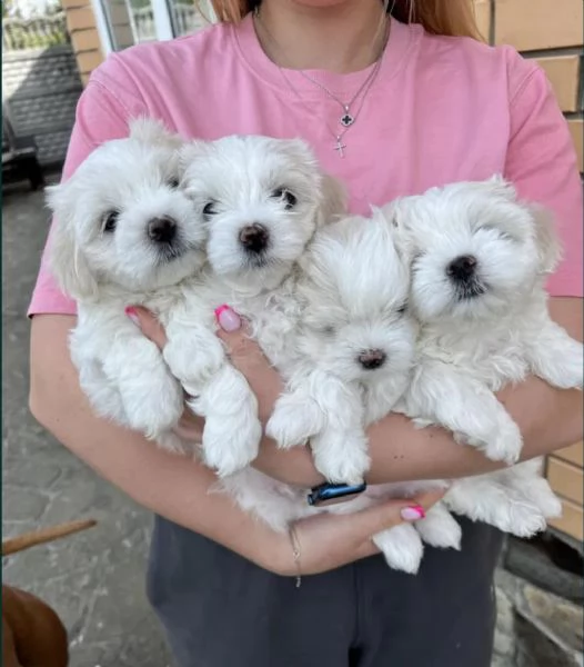 Regala cuccioli di Maltese | Foto 0