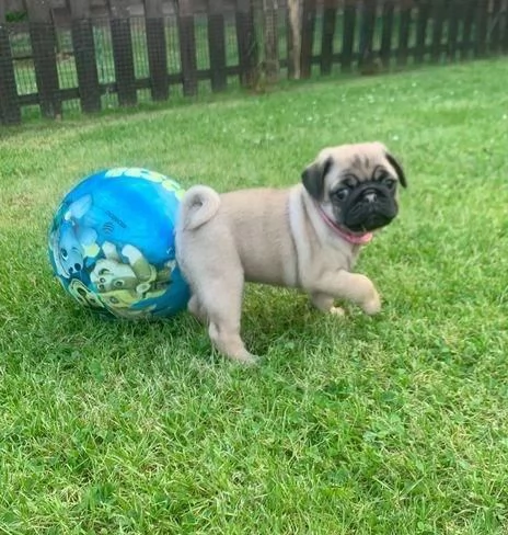 Regala cuccioli di Carlino