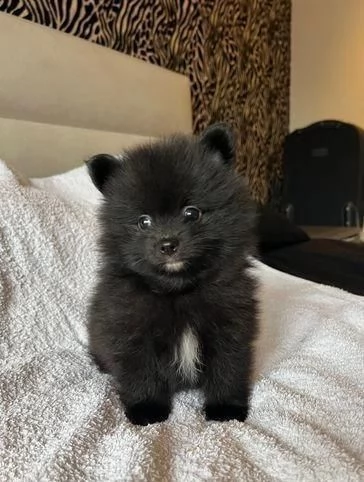 Regala cuccioli di Volpino Pomerania | Foto 2