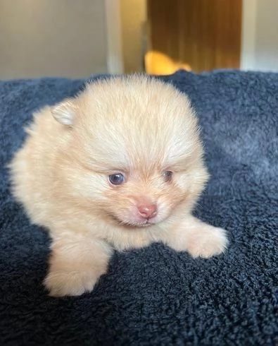 Regala cuccioli di Volpino Pomerania | Foto 0