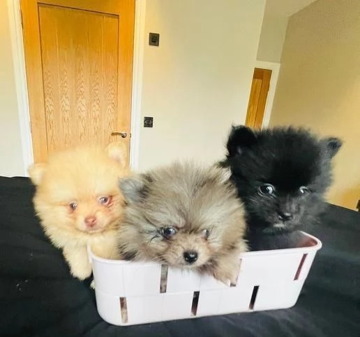 Regala cuccioli di Volpino Pomerania