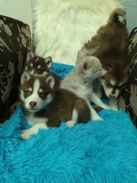 Regala cuccioli di Husky