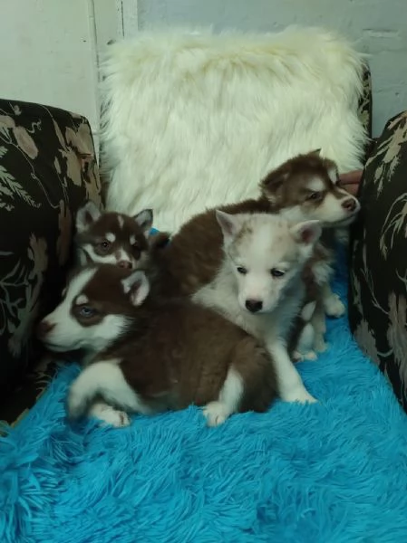 Regala cuccioli di Husky | Foto 2