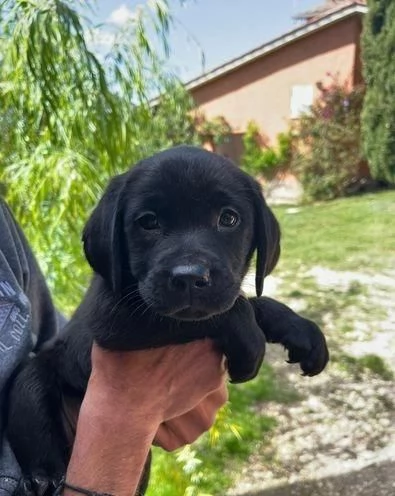 Regala cuccioli di Labrador | Foto 2