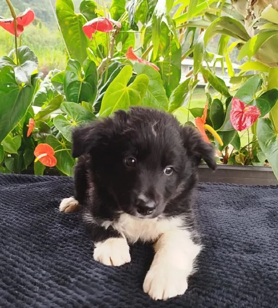 Regala cuccioli di Border Collie | Foto 1