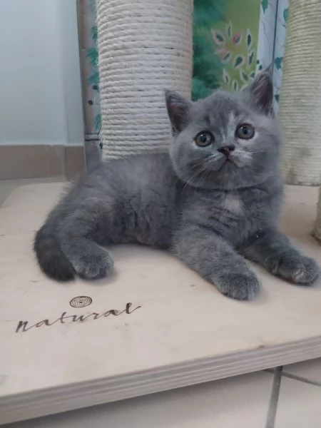 British Shorthair blu 